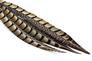 Trout Line Lady Amherst Pheasant Side Tail Feathers 12-14"