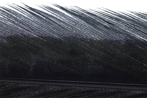 Trout Line Ringneck Pheasant Tail (2 pack) 14-16"