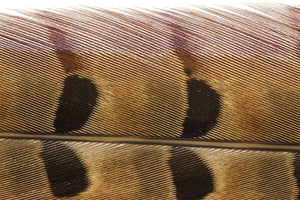 Trout Line Ringneck Pheasant Tail (2 pack) 14-16"