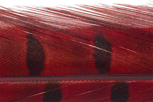 Trout Line Ringneck Pheasant Tail (2 pack) 14-16"