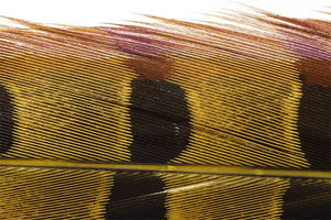 Trout Line Ringneck Pheasant Tail (2 pack) 14-16"