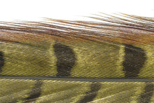 Trout Line Ringneck Pheasant Tail (2 pack) 14-16"