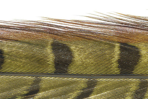 Trout Line Ringneck Pheasant Tail (2 pack) 14-16"