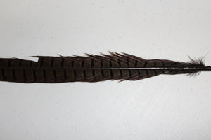Ringneck Pheasant Center Tail