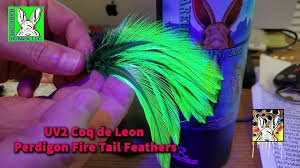 UV2 Coq De Leon Peridogn Fire Tail Feathers
